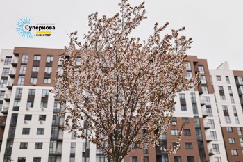 Зображення | БК Інвестор