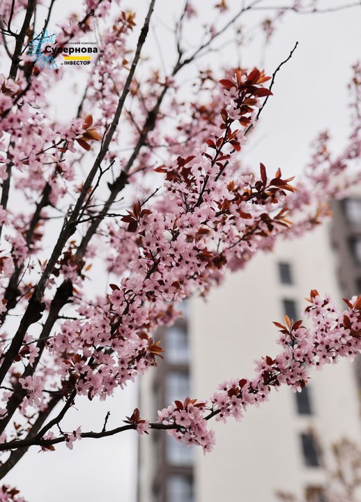 Зображення | БК Інвестор
